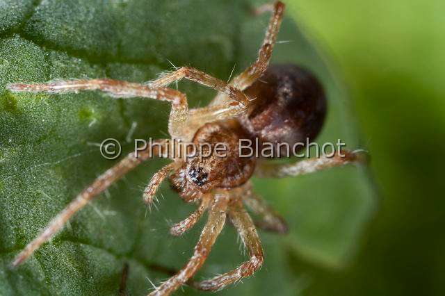 Agelenidae_7981.JPG - France, Morbihan (56), Araneae, Agelenidae, Araignée, Agélène à labyrinthe (Agelena labyrinthica), Labyrinth Spider